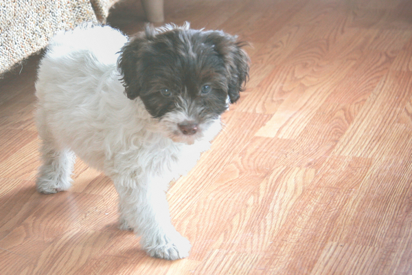 600X__MG_0356_001_001